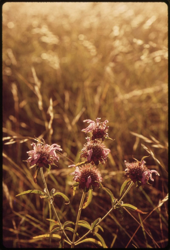 Dried flower. Original public domain | Free Photo - rawpixel Dried flower. Original public domain | Free Photo - rawpixel