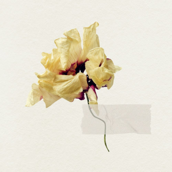 Dried flower with tape | Free Photo - rawpixel Dried flower with tape | Free Photo - rawpixel