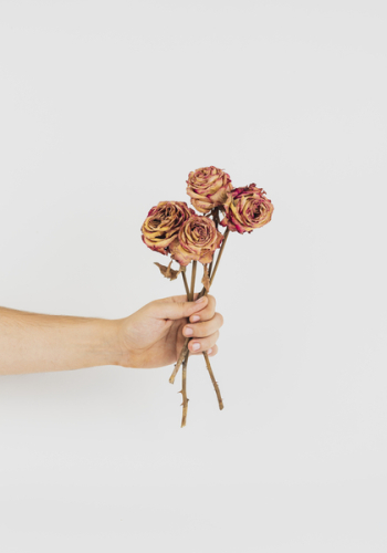 Dried Flowers Dried Flowers