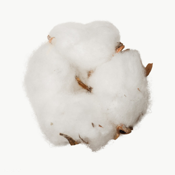 Dried fluffy cotton flower design element | Free transparent png - 2337900 Dried fluffy cotton flower design element | Free transparent png - 2337900