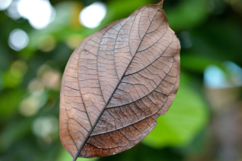 Dried Leaf Dried Leaf
