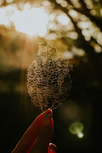 Dried Leaf Dried Leaf