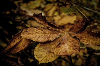 Dried Leave Dried Leave