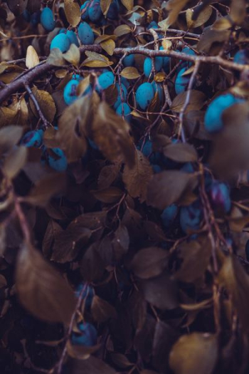 dried leaves dried leaves