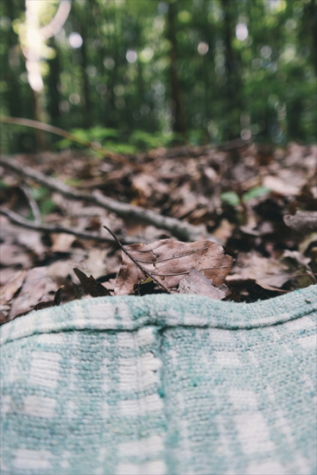 Dried Leaves Dried Leaves