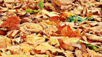 Dried Leaves Dried Leaves