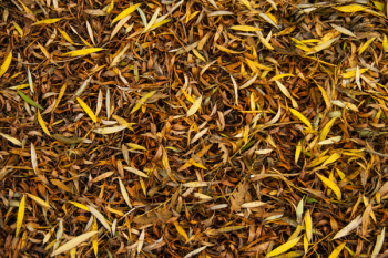 Dried Leaves Dried Leaves