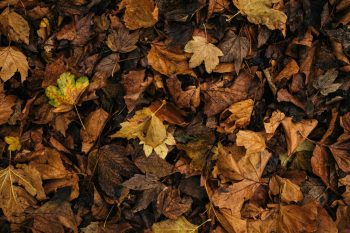 Dried Leaves Dried Leaves