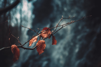 Dried Leaves Dried Leaves