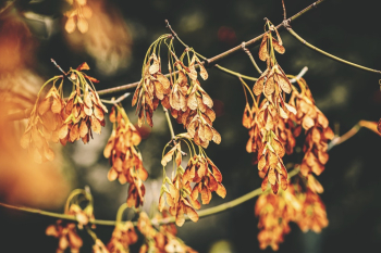 Dried Leaves Dried Leaves