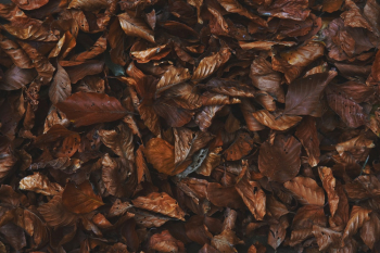 Dried Leaves Dried Leaves