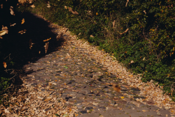 Dried Leaves on Road Dried Leaves on Road