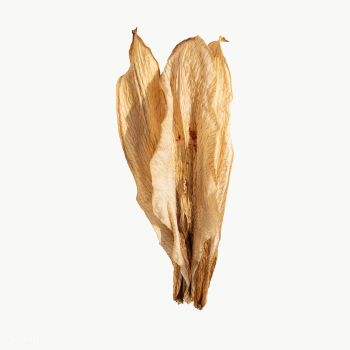 Dried lily flower design element | Free transparent png - 2337086 Dried lily flower design element | Free transparent png - 2337086
