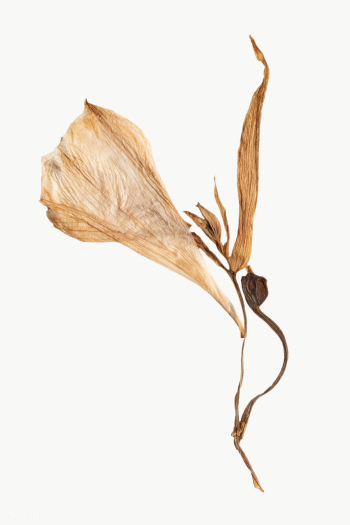 Dried lily flower design element | Free  transparent png - 2337099