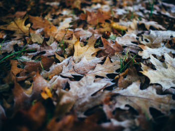 Dried Maple Leaves