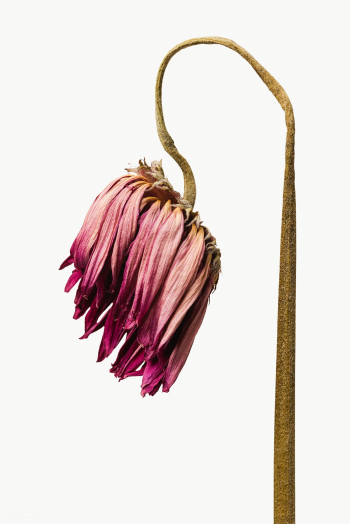 Dried pink gerbera flower design element | Free transparent png - 2338290 Dried pink gerbera flower design element | Free transparent png - 2338290