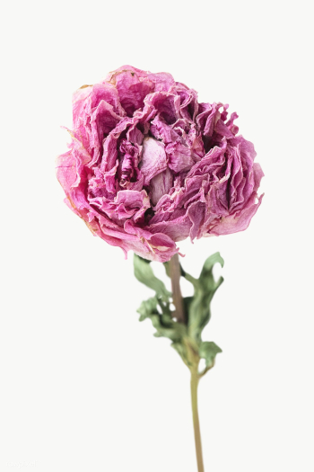 Dried pink peony flower design element | Free transparent png - 2334972 Dried pink peony flower design element | Free transparent png - 2334972