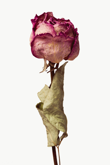 Dried pink rose flower design element design element | Free  transparent png - 2338298