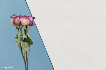 Dried pink roses on a blue background template | Free  transparent png - 2344510