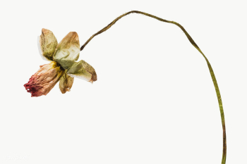 Dried poppy flower design element | Free transparent png - 2337404 Dried poppy flower design element | Free transparent png - 2337404