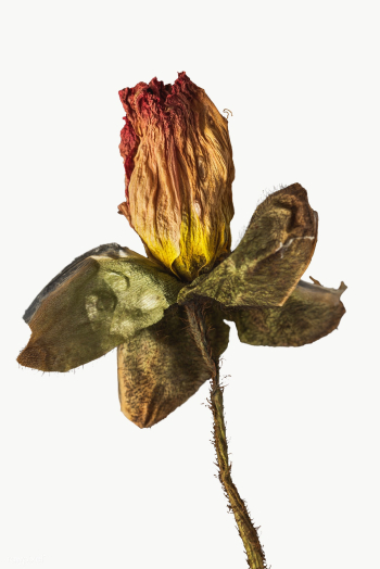 Dried poppy flower design element | Free transparent png - 2338304 Dried poppy flower design element | Free transparent png - 2338304