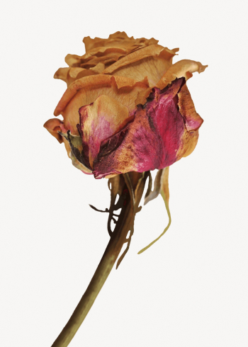 Dried rose collage element, flower | Free PSD - rawpixel Dried rose collage element, flower | Free PSD - rawpixel