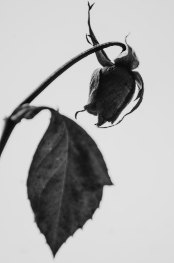 Dried Rose Flower Dried Rose Flower