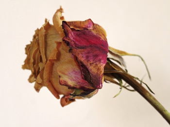 Dried rose. Free public domain | Free Photo - rawpixel