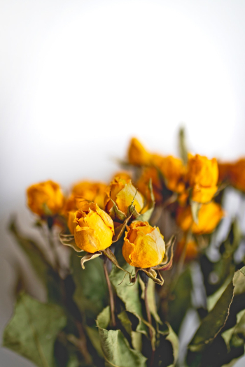 Dried Roses Dried Roses