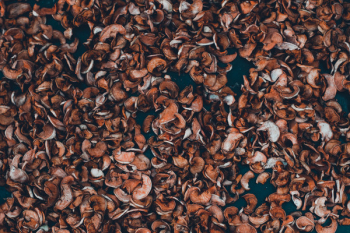 Dried Seeds Dried Seeds