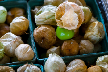 Dried Tomatillos on Blue Containers Dried Tomatillos on Blue Containers