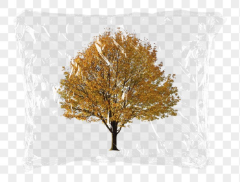 Dried tree png plastic bag | Free PNG - rawpixel