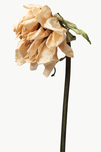 Dried tulip flower design element | Free transparent png - 2338406 Dried tulip flower design element | Free transparent png - 2338406