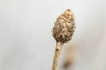 Dried Up Flower In The Wild Dried Up Flower In The Wild