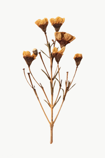 Dried wax flower design element | Free transparent png - 2337098 Dried wax flower design element | Free transparent png - 2337098