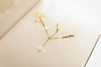 Dried White Flower Taped in Book Dried White Flower Taped in Book