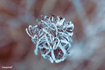 Dried wildflower | Free public domain photo - 432192