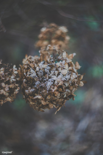 Dried wildflower | Free public domain photo - 432462
