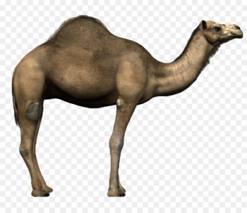 Dromedary Alpaca Llama Desert safari Animal - dromedary sign Dromedary Alpaca Llama Desert safari Animal - dromedary sign