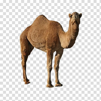 Dromedary Bactrian camel, Animal camel transparent background PNG clipart Dromedary Bactrian camel, Animal camel transparent background PNG clipart