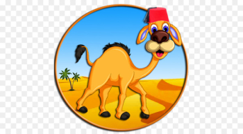 Dromedary Bactrian camel TafraoutVoyage Sahara Llama - camel flyer 