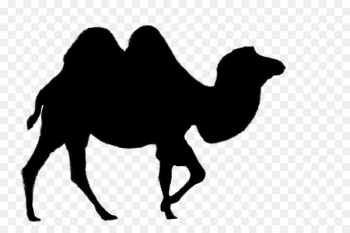 Dromedary Bactrian camel Vector graphics Clip art Desert - Dromedary Bactrian camel Vector graphics Clip art Desert -