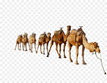 Dromedary, Picsart Photo Studio, Camel Toe, Camel, Camelid PNG