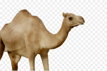 Dromedary Terrestrial animal Snout Camel - Dromedary Terrestrial animal Snout Camel -