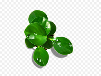 Drop Leaf Green - Green leaves Drop Leaf Green - Green leaves