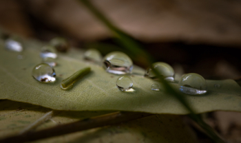 Drop of Water on Green Leaf Plant Drop of Water on Green Leaf Plant