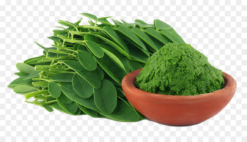 Drumstick tree Nutrient Dietary supplement Food - moringa Drumstick tree Nutrient Dietary supplement Food - moringa