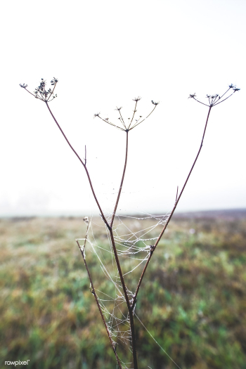 Dry flowers | Free public domain photo - 564028 Dry flowers | Free public domain photo - 564028