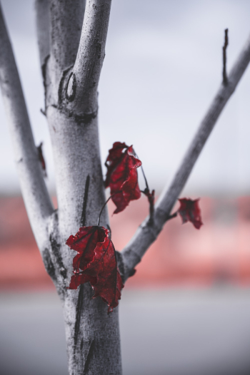 Dry Leaves Dry Leaves