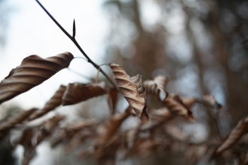 Dry Leaves Dry Leaves